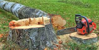 Best Firewood Processing and Delivery  in Kilmarnock, VA