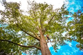 Best Commercial Tree Services  in Kilmarnock, VA