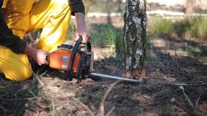 Kilmarnock, VA Tree Services Company