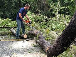 Best Root Management and Removal  in Kilmarnock, VA