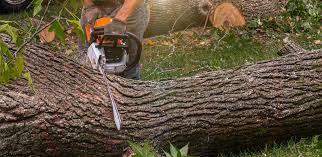 Best Weed Control  in Kilmarnock, VA