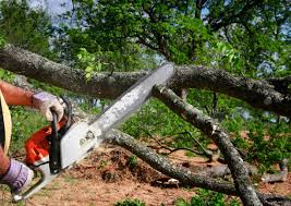 Best Emergency Tree Removal  in Kilmarnock, VA