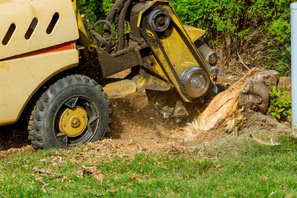 How Our Tree Care Process Works  in  Kilmarnock, VA