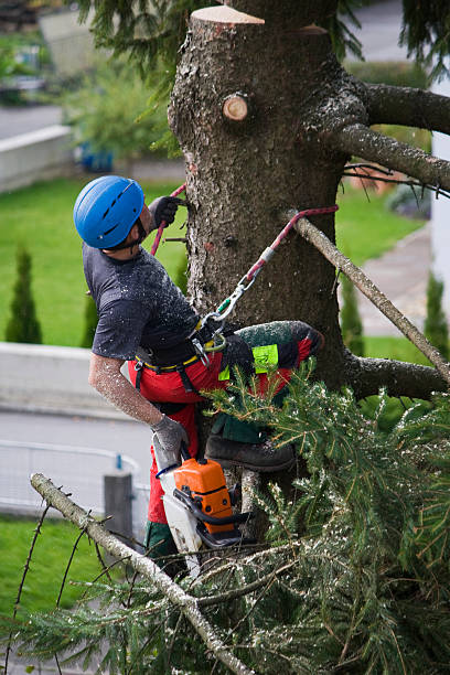 Best Arborist Consultation Services  in Kilmarnock, VA