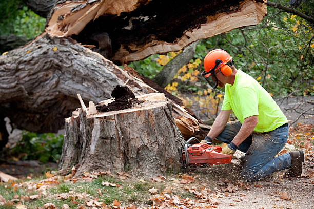 Best Tree Maintenance Programs  in Kilmarnock, VA