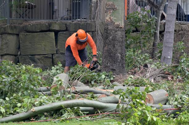 Best Tree Maintenance Programs  in Kilmarnock, VA