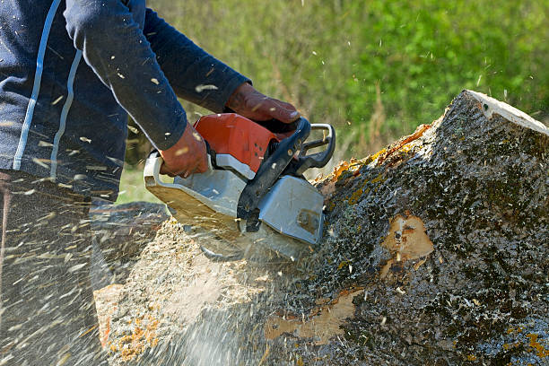 Lawn Drainage Solutions in Kilmarnock, VA