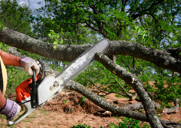  Kilmarnock, VA Tree Services Pros